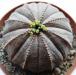 Euphorbia obesa 3.jpg